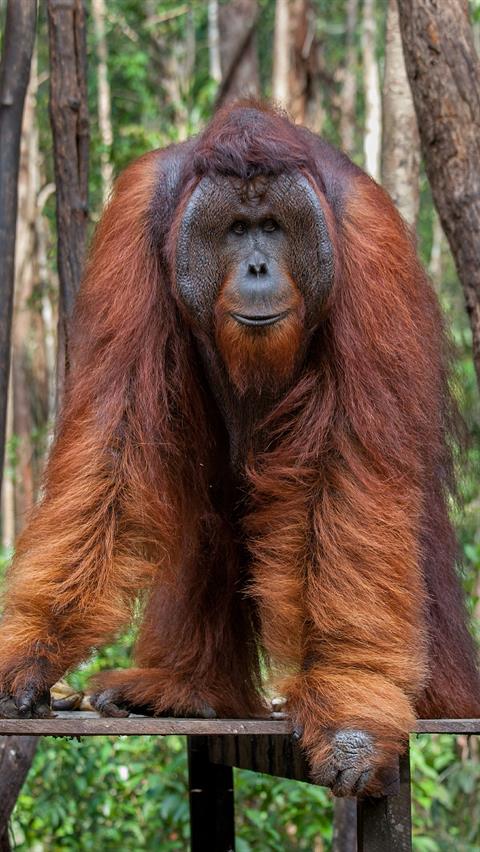 Orang-Utans Männchen in Kalimantan, Borneo, Indonesien.